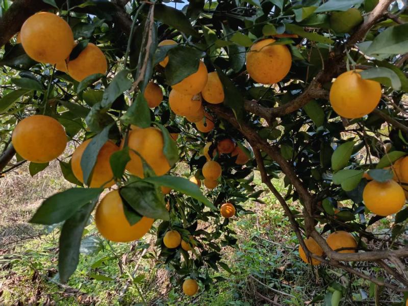 【麻阳冰糖橙】上市了甜度高皮薄多汁产地批发欢迎来电