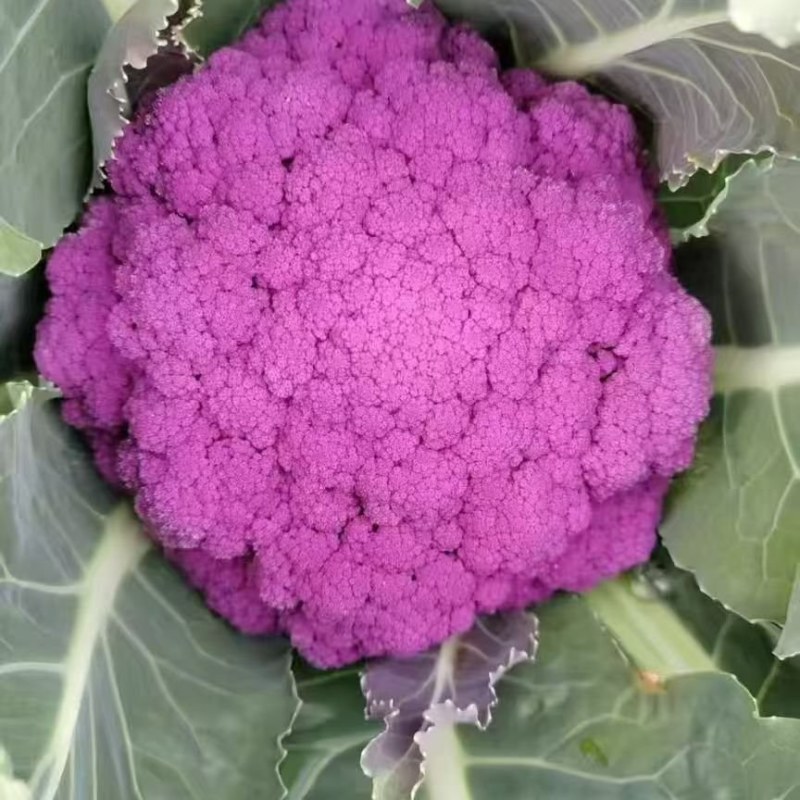 紫色花椰菜