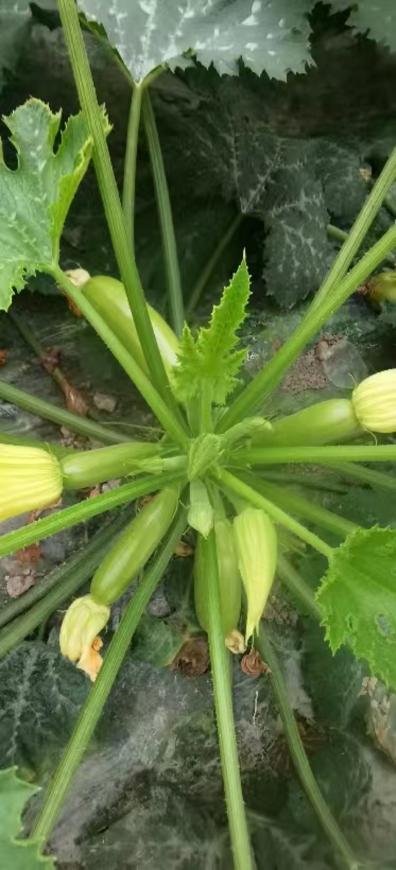 西葫芦种子春天宝耐低温抗病翠绿色瓜条顺直早春秋延茬
