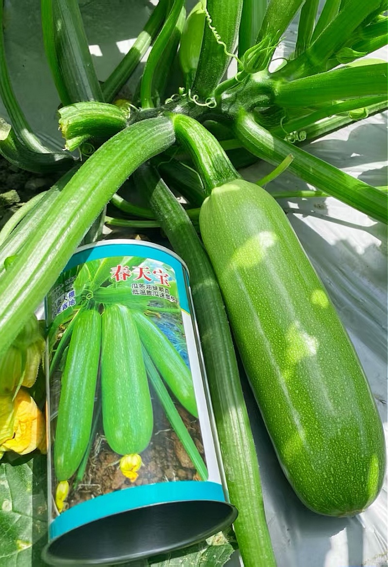 西葫芦种子春天宝耐低温抗病翠绿色瓜条顺直早春秋延茬