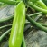 西葫芦种子春天宝耐低温抗病翠绿色瓜条顺直早春秋延茬