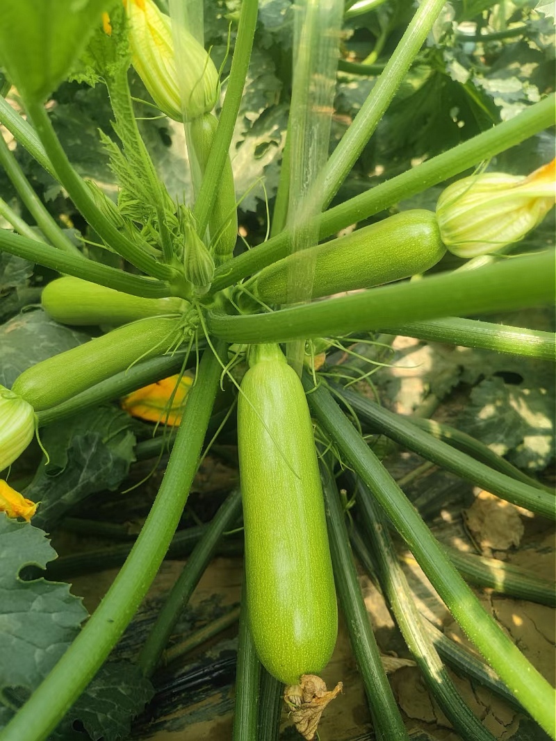 西葫芦种子春天宝耐低温抗病翠绿色瓜条顺直早春秋延茬