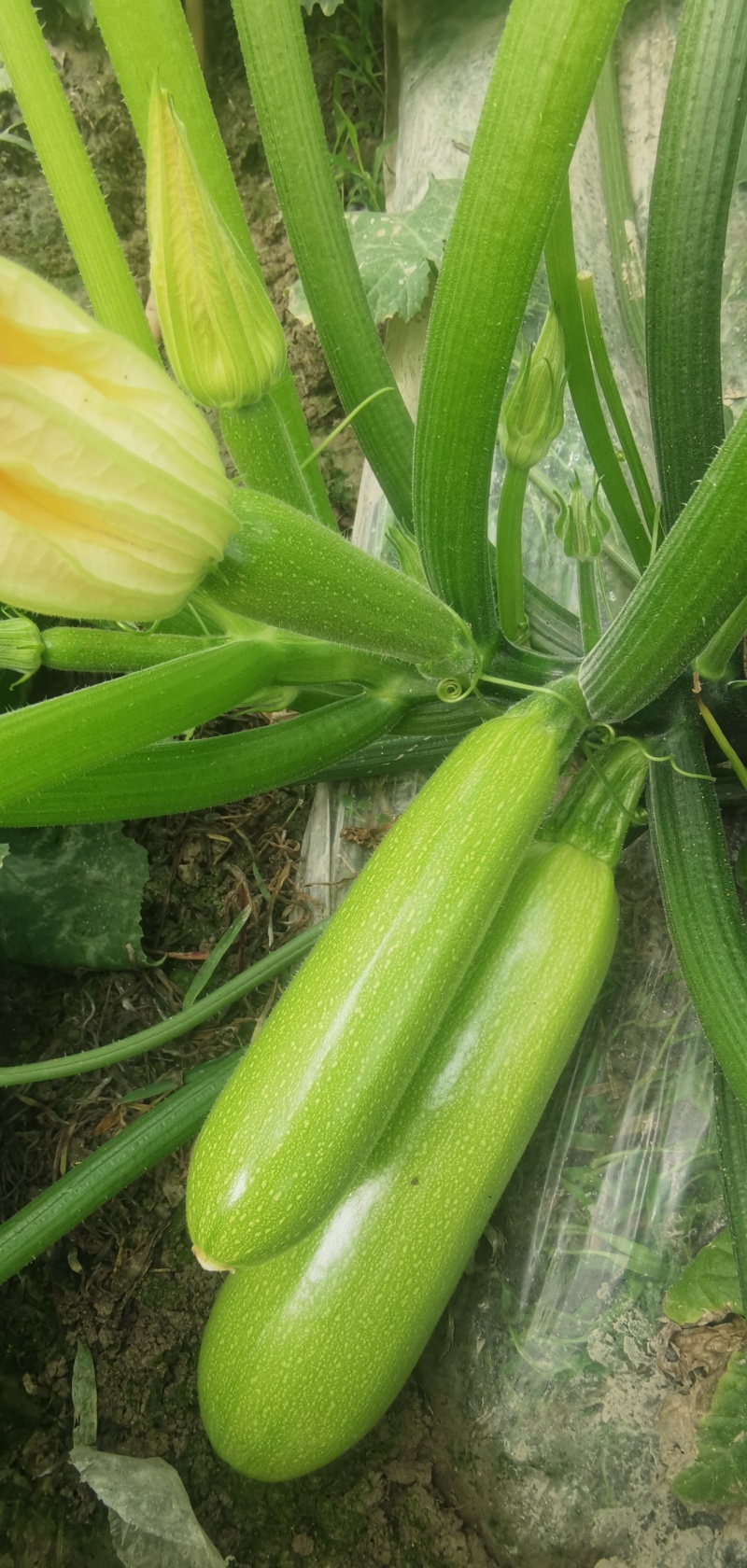 西葫芦种子春天宝耐低温抗病翠绿色瓜条顺直早春秋延茬