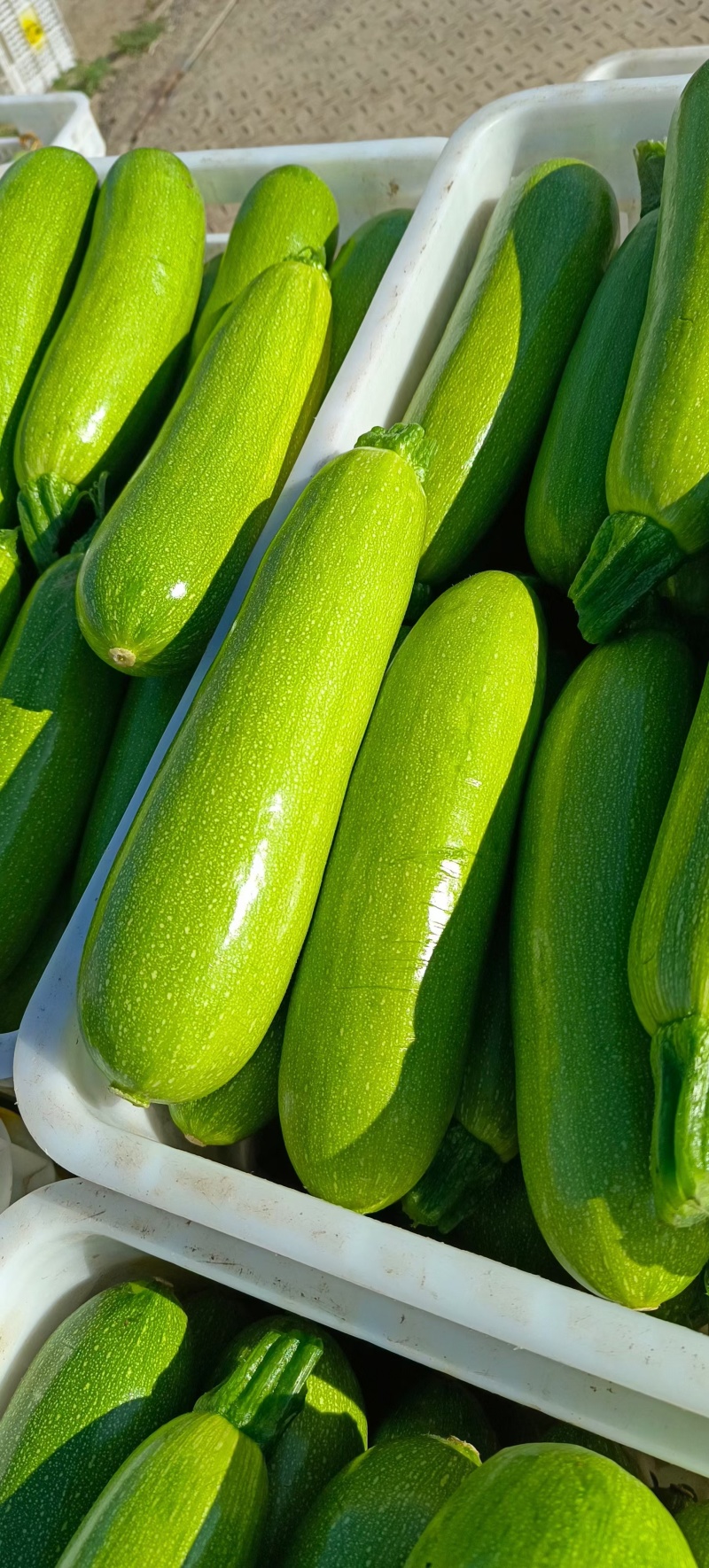 西葫芦种子春天宝耐低温抗病翠绿色瓜条顺直早春秋延茬