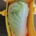 各种大白菜