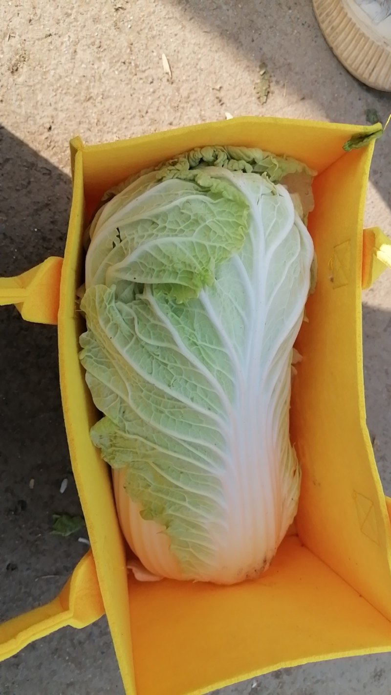 各种大白菜