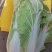 各种大白菜