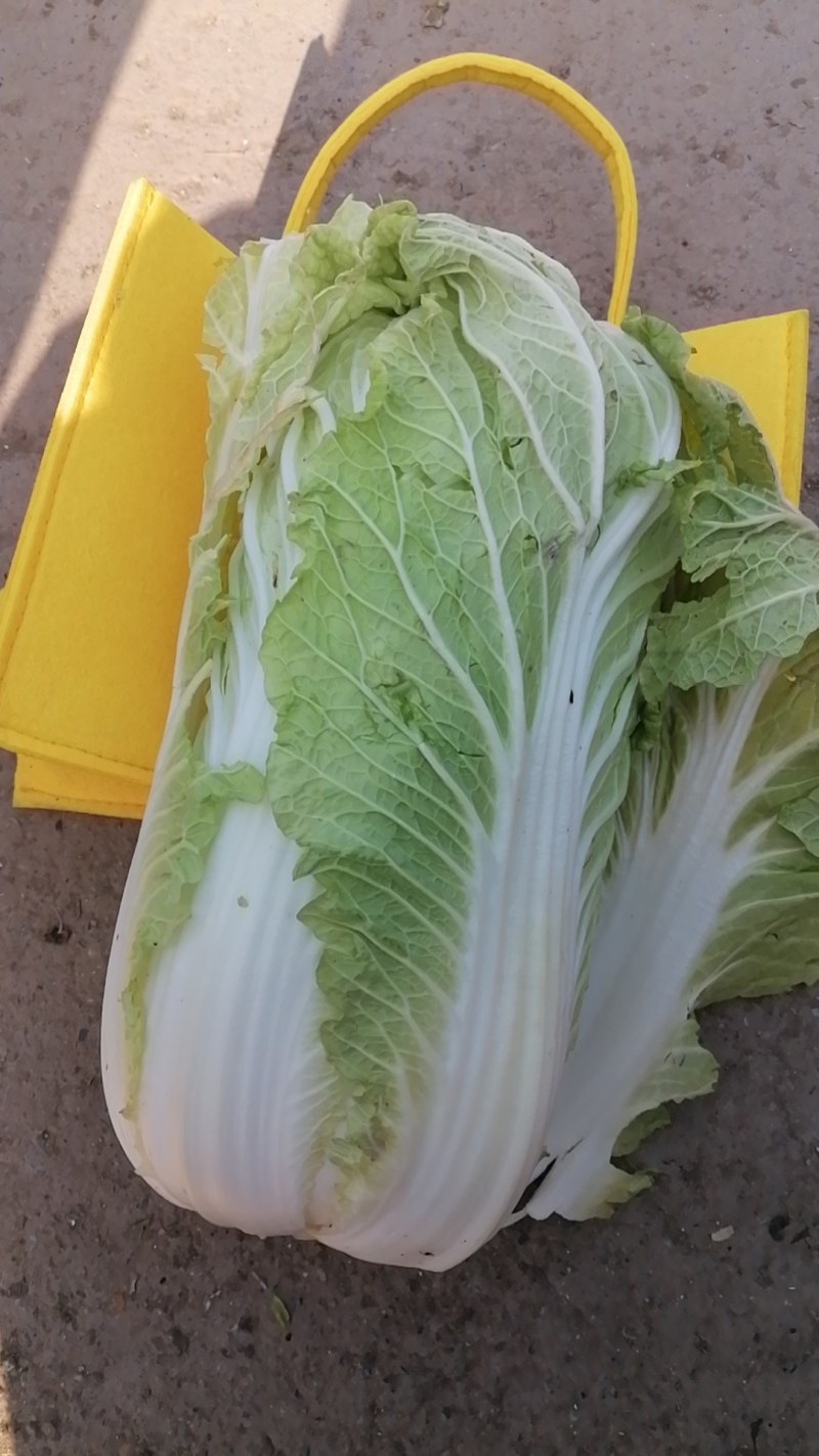 各种大白菜