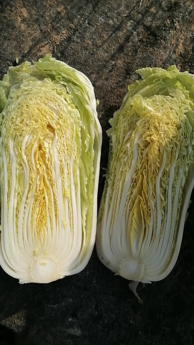 各种大白菜