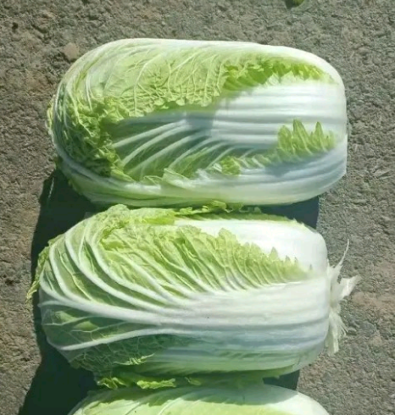 各种大白菜