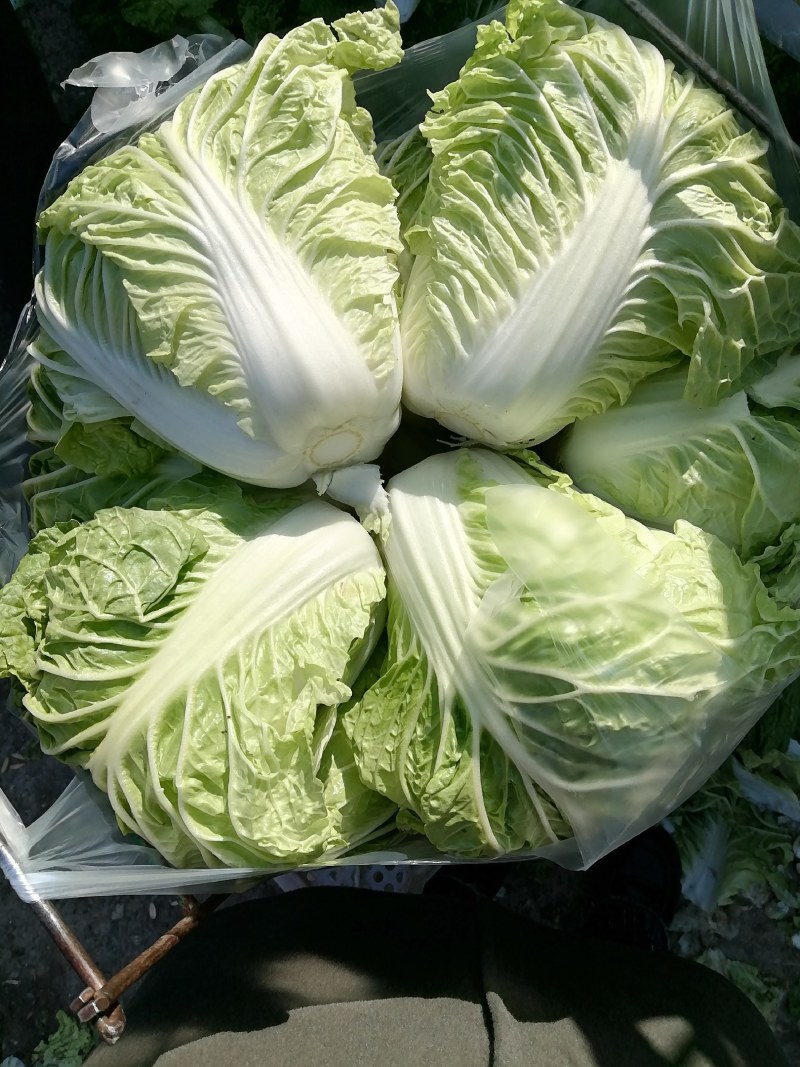 各种大白菜