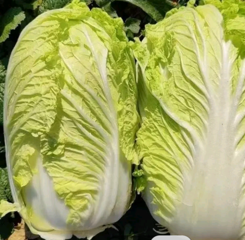 各种大白菜