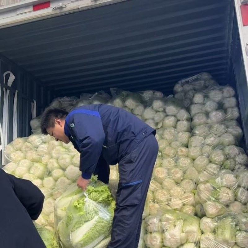 各种大白菜