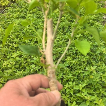自家三角梅小袋苗基地，货源充足，物美价廉，保证对版