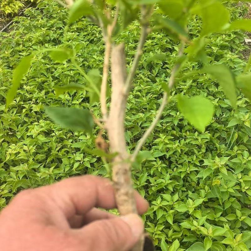 自家三角梅小袋苗基地，货源充足，物美价廉，保证对版