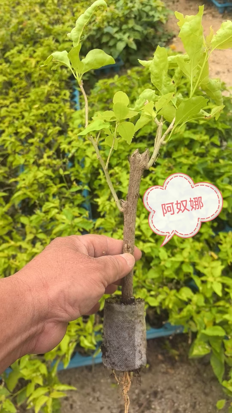 自家三角梅小袋苗基地，货源充足，物美价廉，保证对版