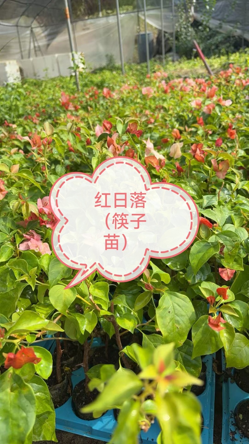自家三角梅小袋苗基地，货源充足，物美价廉，保证对版