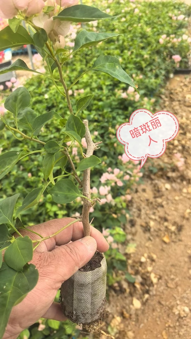 自家三角梅小袋苗基地，货源充足，物美价廉，保证对版