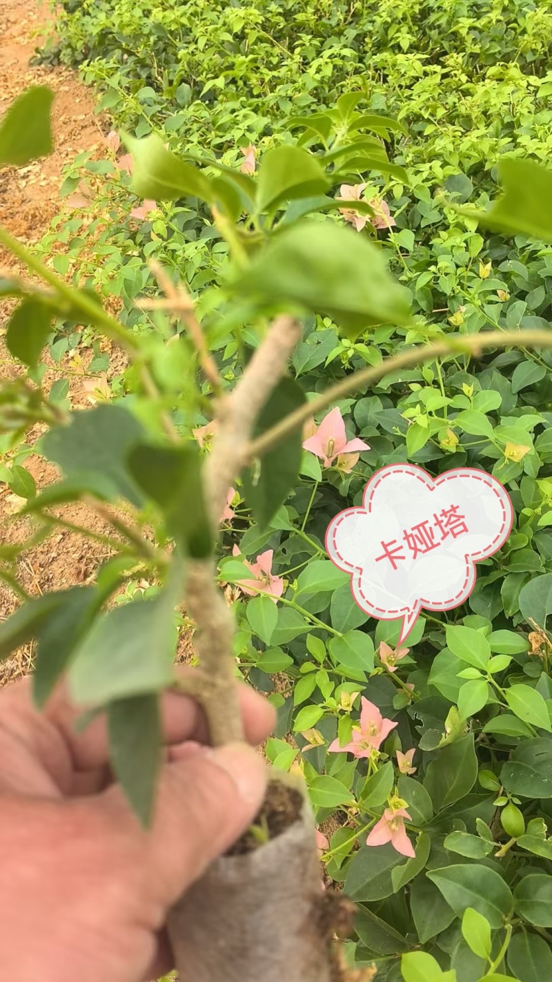 自家三角梅小袋苗基地，货源充足，物美价廉，保证对版