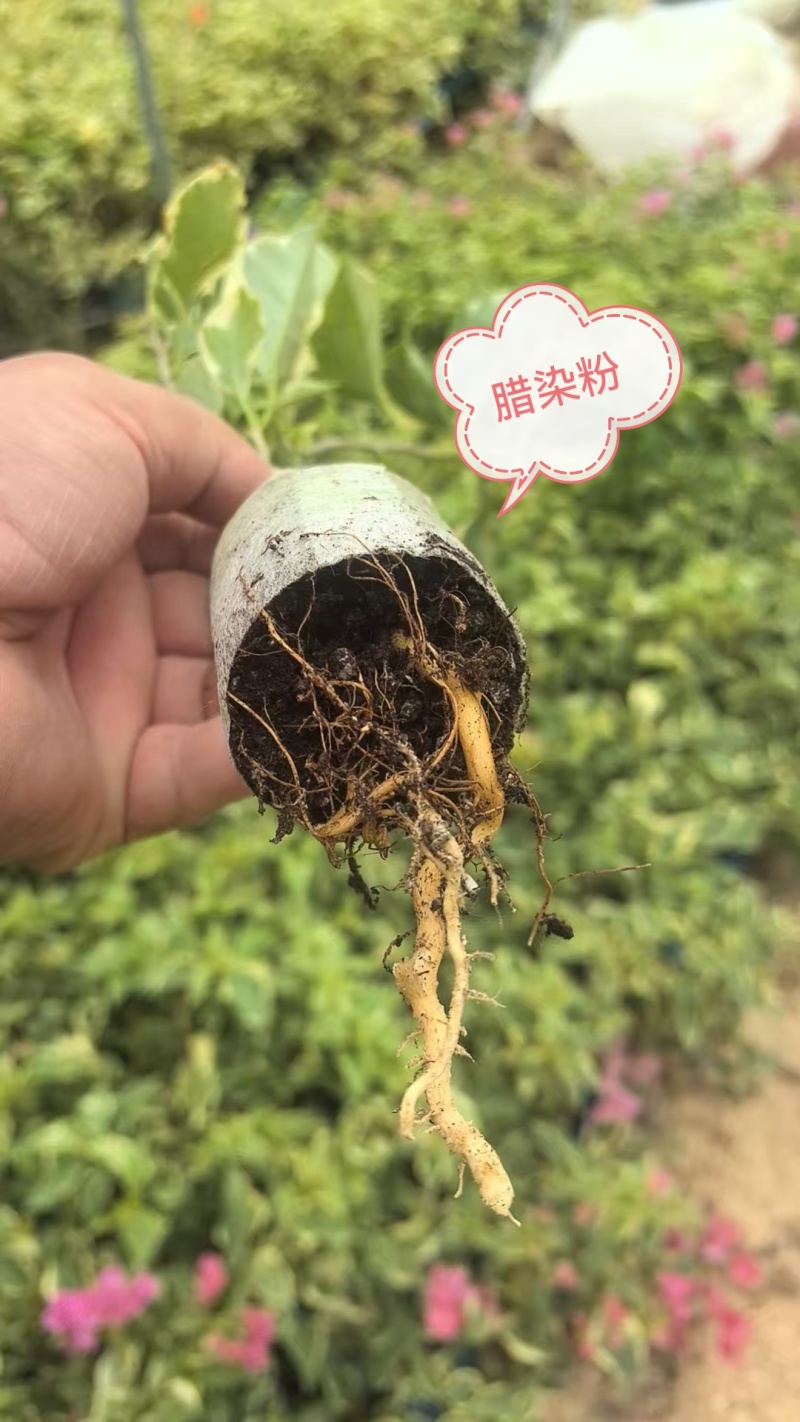 自家三角梅小袋苗基地，货源充足，物美价廉，保证对版