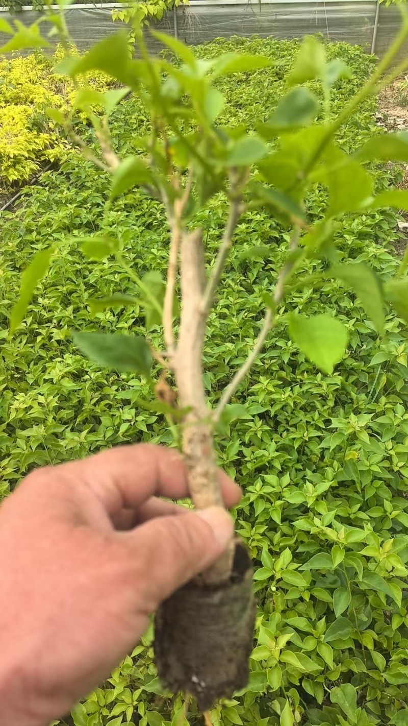 自家三角梅小袋苗基地，货源充足，物美价廉，保证对版