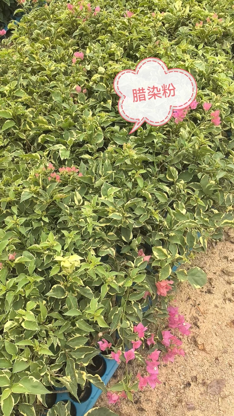 自家三角梅小袋苗基地，货源充足，物美价廉，保证对版
