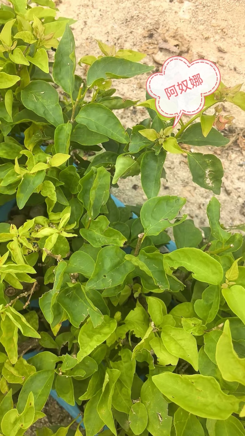 自家三角梅小袋苗基地，货源充足，物美价廉，保证对版