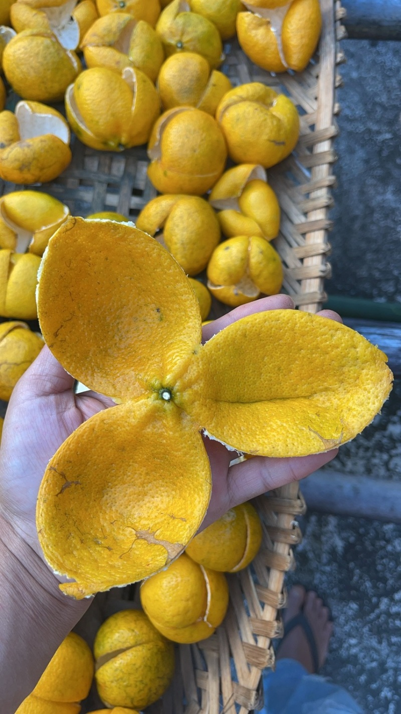 识“材”食用：如何挑选一块好的广西陈皮？