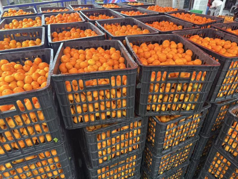南丰蜜桔蜜广大量上市也可以实地看果糖度15左右整车