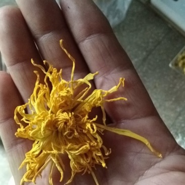 金丝皇菊
