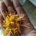 金丝皇菊