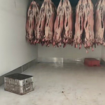 张家口白条羊，怀安白条羊，阳原白条羊生羊肉，羊胴体，羊肉