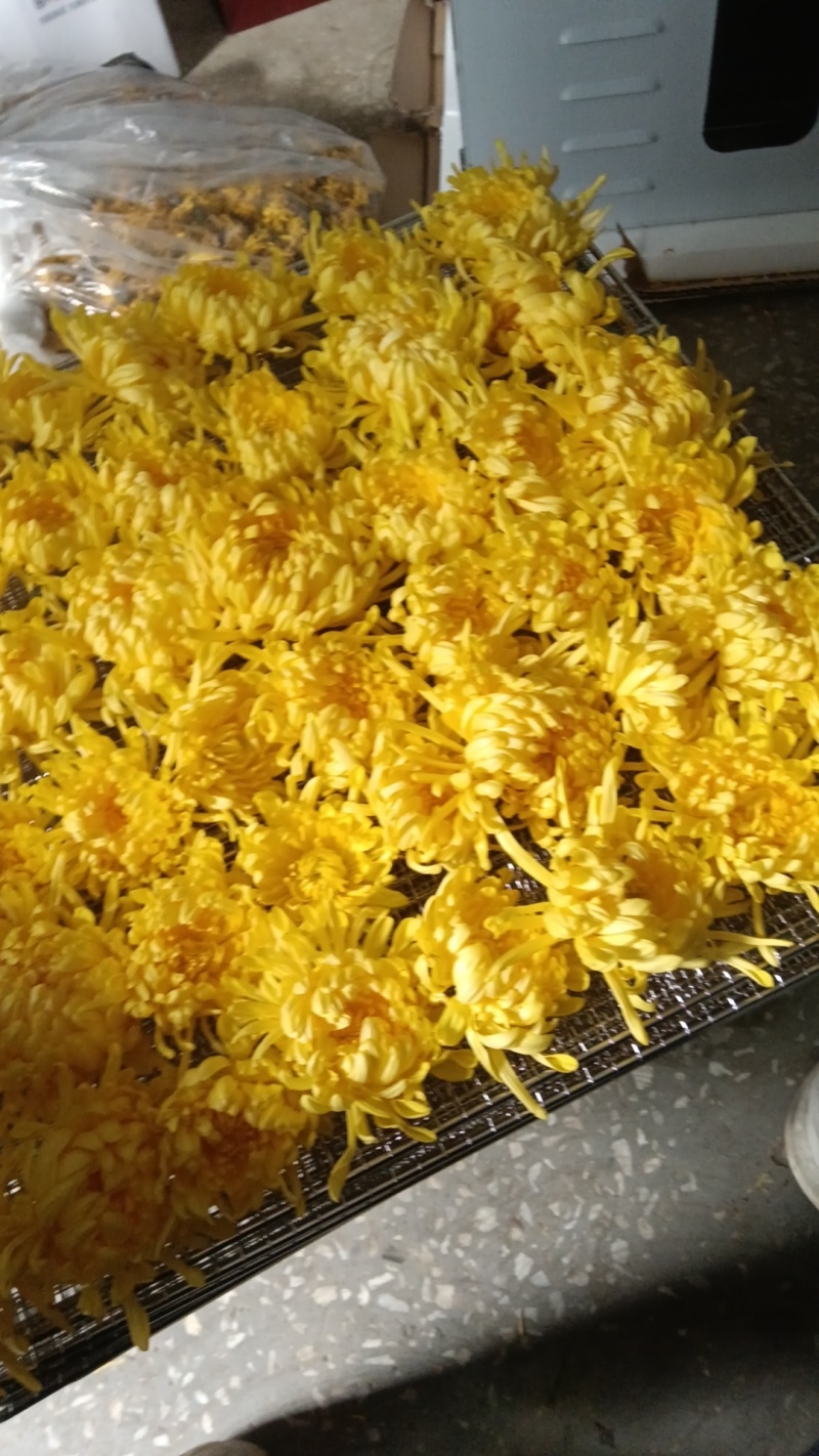 金丝皇菊