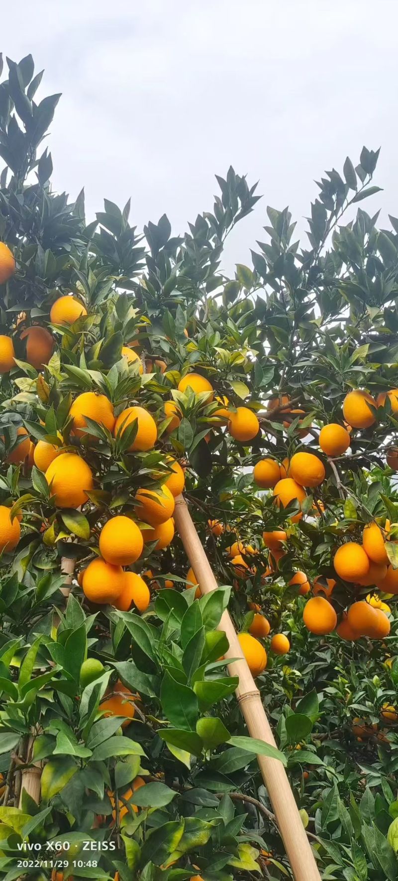 正宗雷波脐橙一件也发货