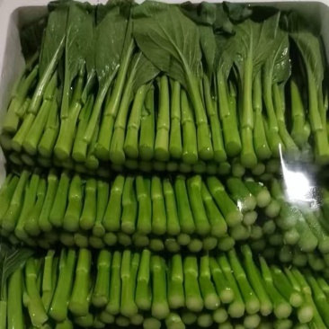 小菜心，稳量供应。