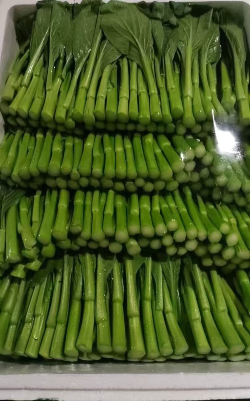 小菜心，稳量供应。