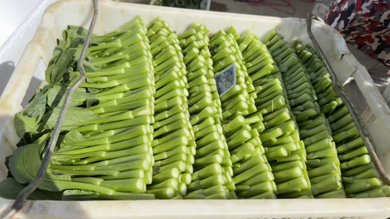 小菜心，稳量供应。