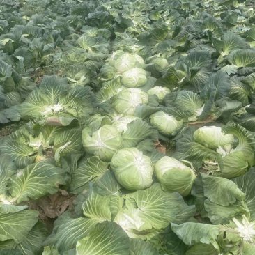 丰源系列脆白菜