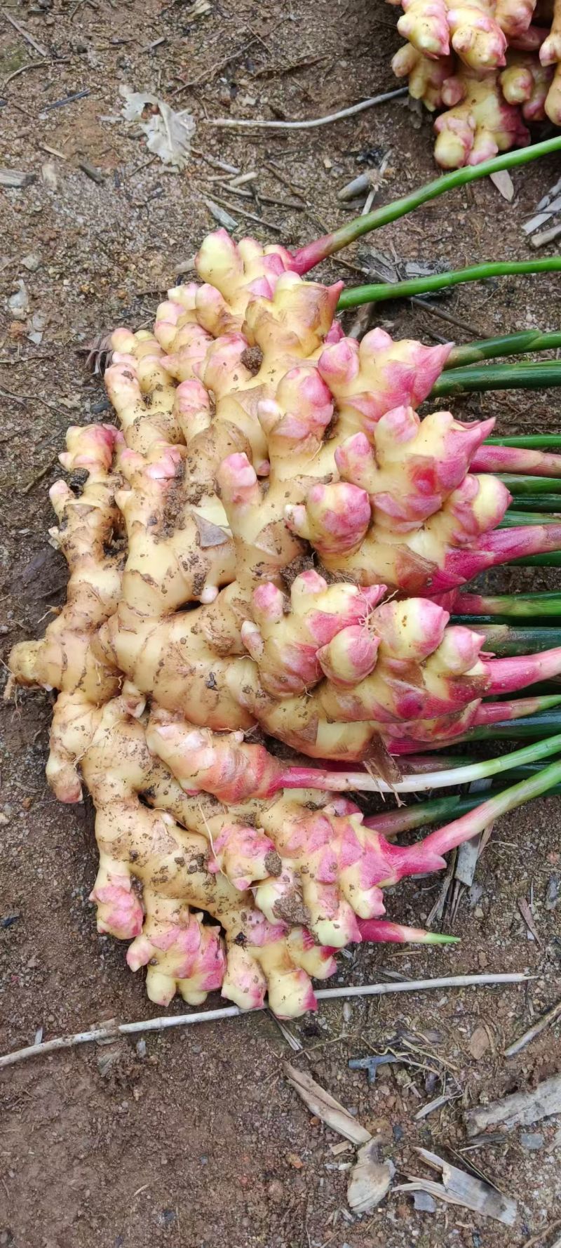 大量火姜出售