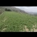 甘肃岷县原产地直发党参籽