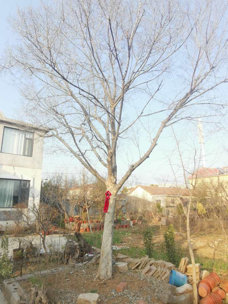供应各种规格的青檀树、丛生青檀树，全部是移植货