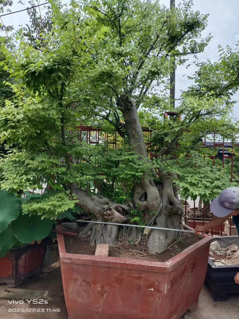 供应各种规格的青檀树、丛生青檀树，全部是移植货