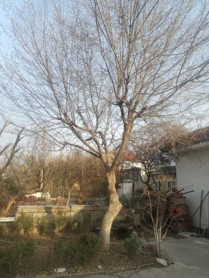 供应各种规格的青檀树、丛生青檀树，全部是移植货