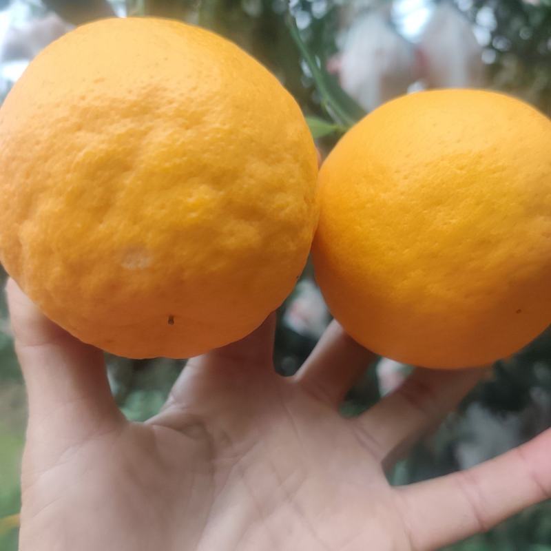 耙耙柑纯甜`暴汁的耙耙柑一手货源产地直发量大从优