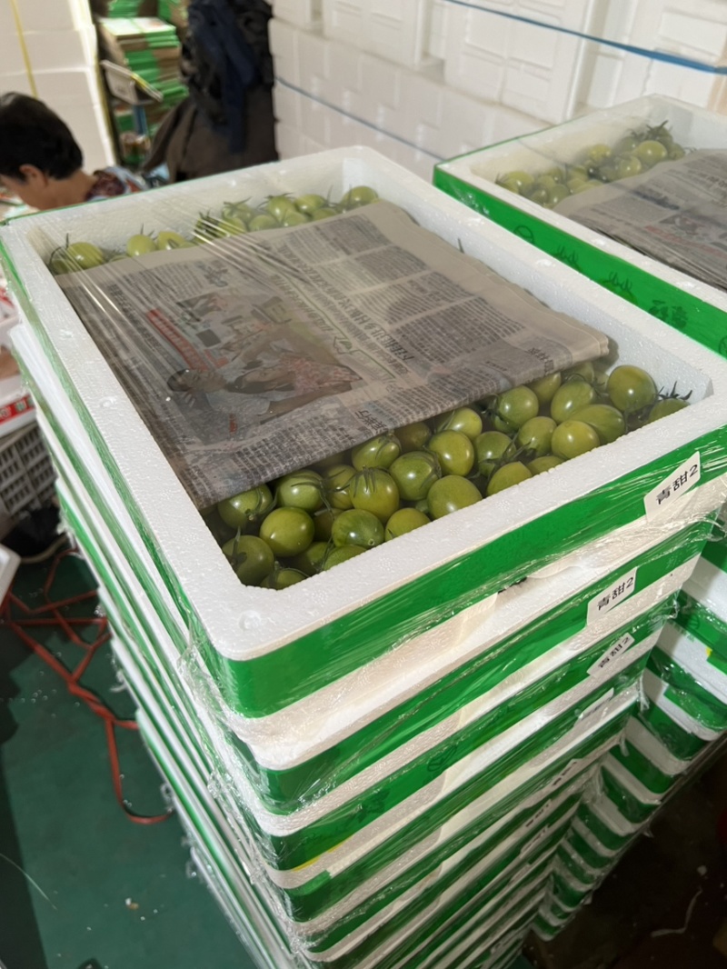 多彩小番茄，大量有货，专业对接商超，档口，电商一件代发