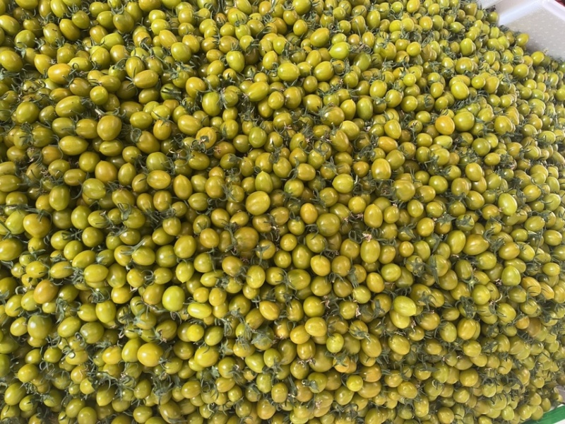 多彩小番茄，大量有货，专业对接商超，档口，电商一件代发