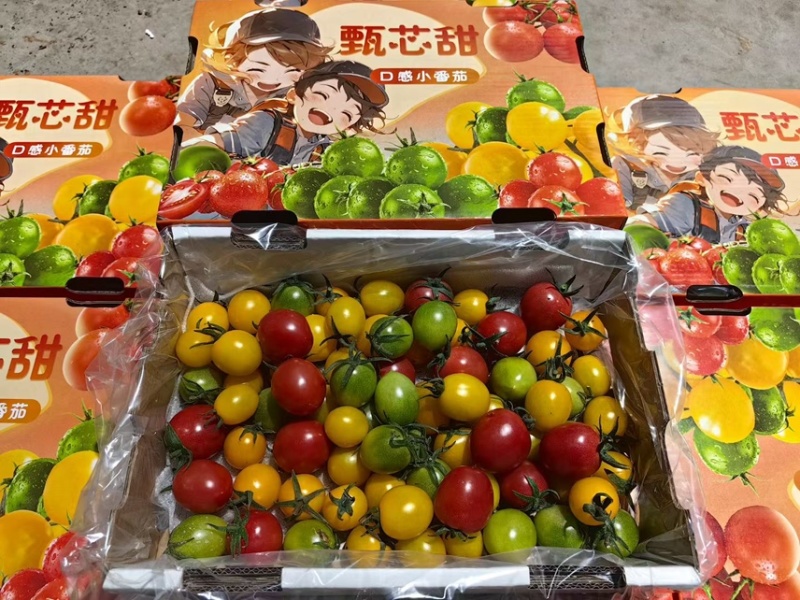多彩小番茄，大量有货，专业对接商超，档口，电商一件代发