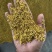 散装桂花茶一手货源农副加工花草茶原料
