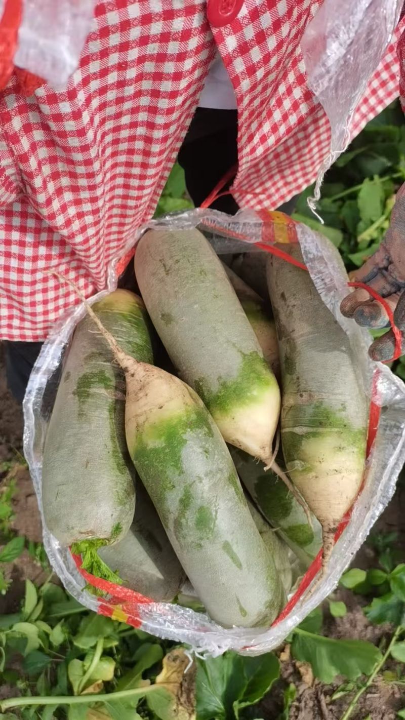 水果萝卜批发，萝卜大量供应质量保证欢迎咨询