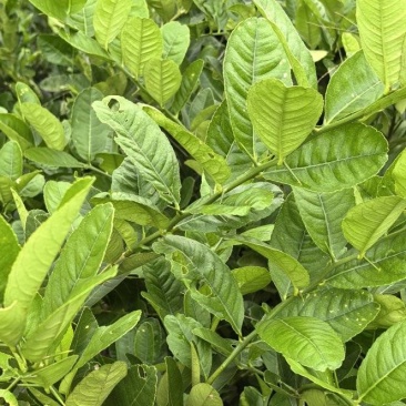 佛手种植基地，佛手两年苗，根系发达，自产自销，